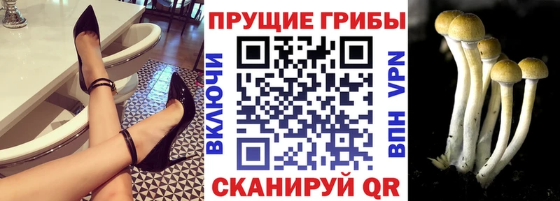 Псилоцибиновые грибы ЛСД  Купить  Гвардейск 